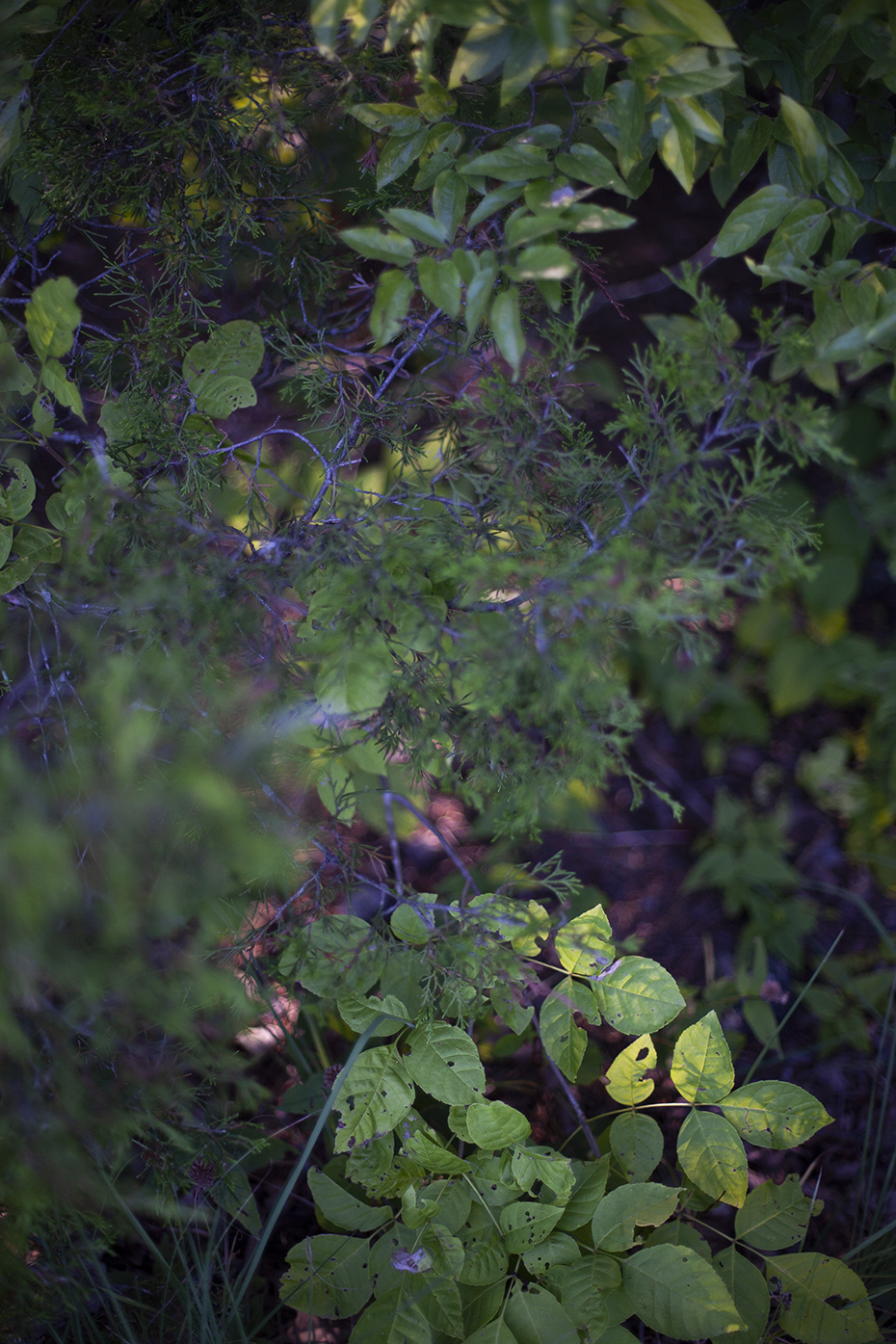 web_526
