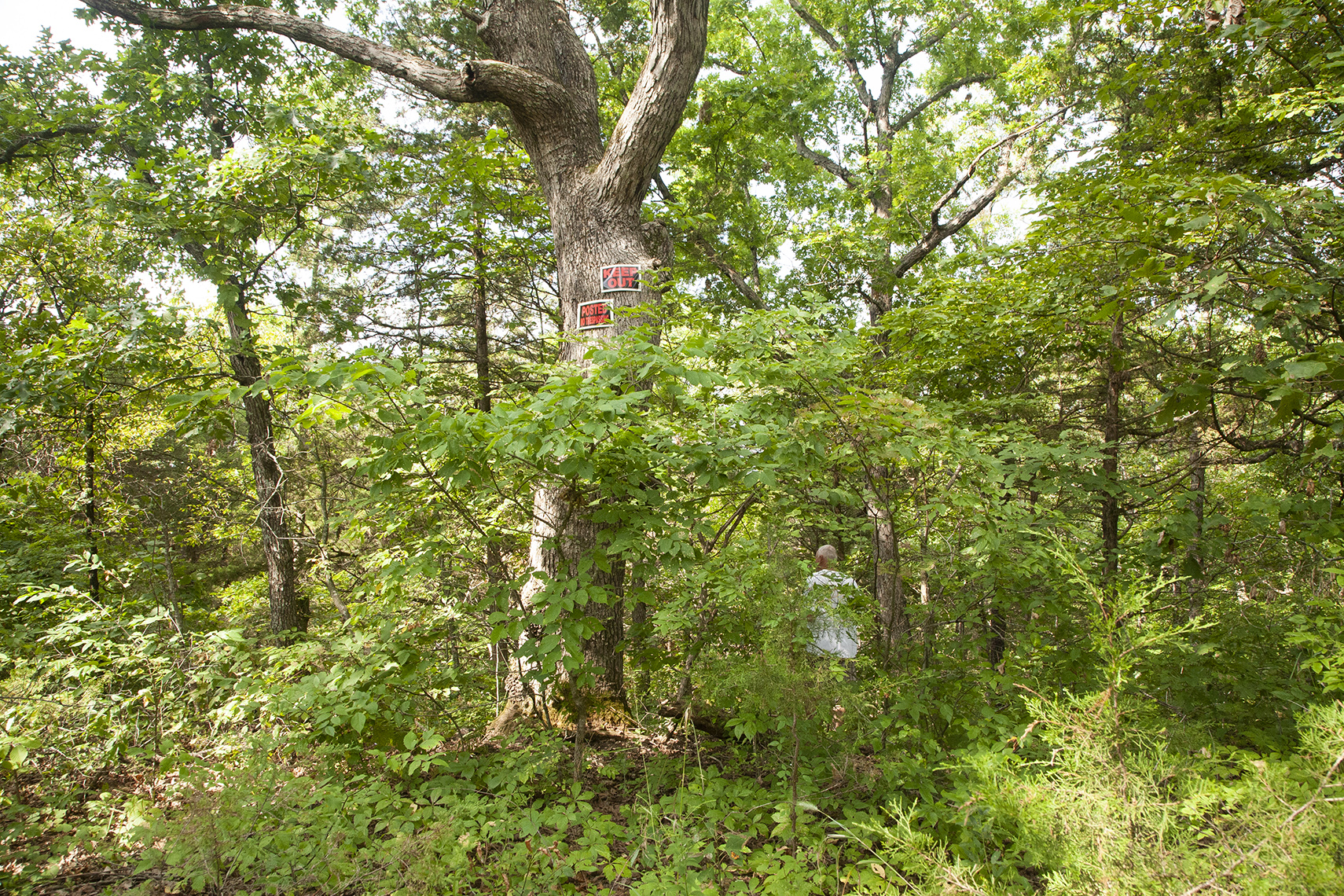 web_545